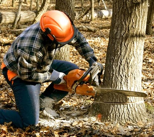 Tree Removal in Saint James, MD